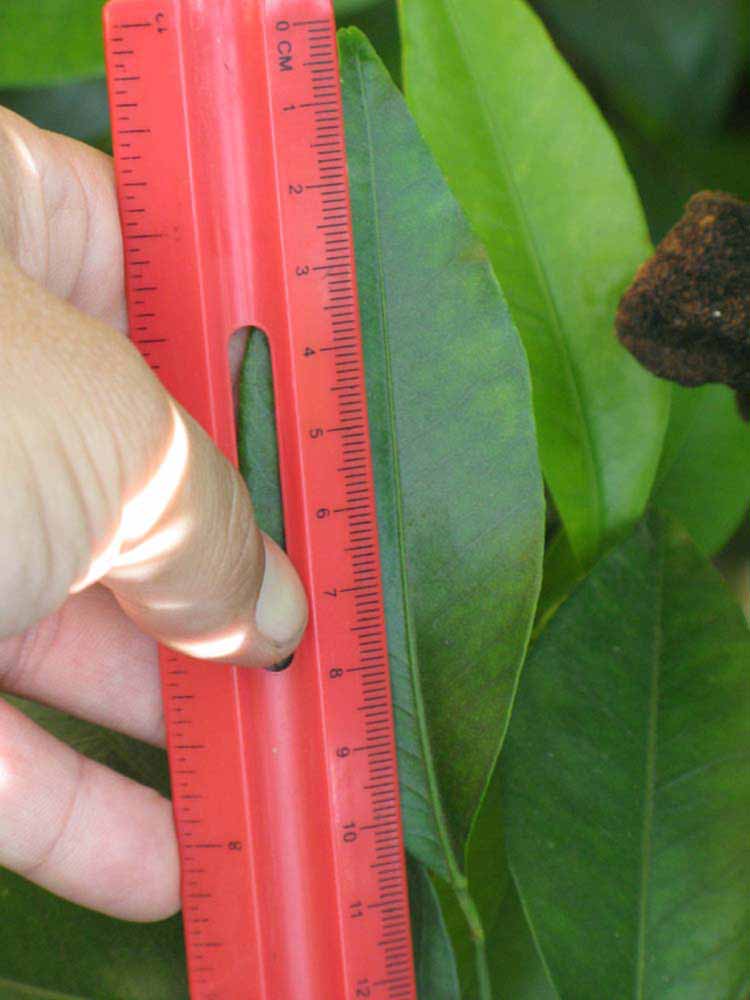              Unifoliolate leaf (Riverside, CA)       